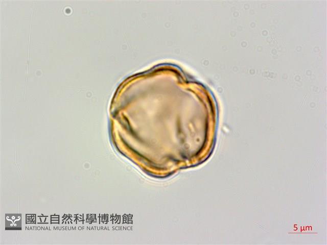 蘭嶼厚殼樹藏品圖，第2張