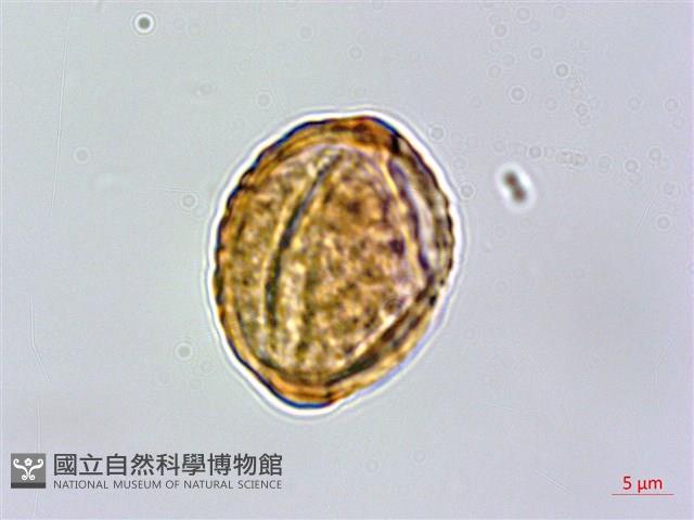 雙花金絲桃藏品圖，第1張