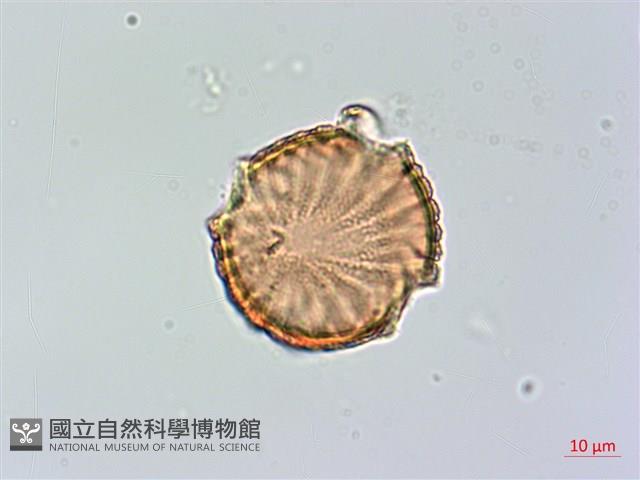 柳葉水蓑衣藏品圖，第2張