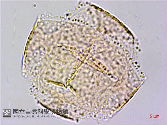 臺灣黃菫藏品圖，第1張