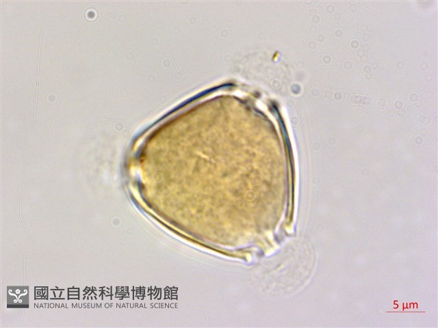 小葉鼠李藏品圖，第1張