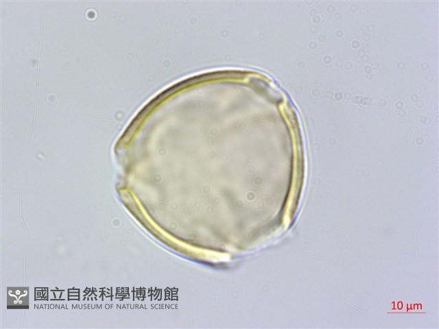 澎湖大豆藏品圖，第1張