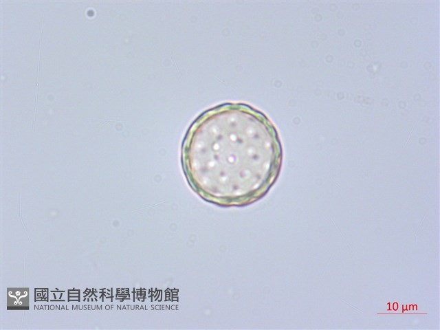 反枝莧藏品圖，第1張