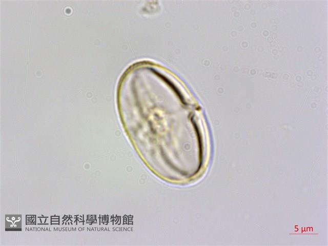 裂葉秋海棠、巒大秋海棠藏品圖，第1張