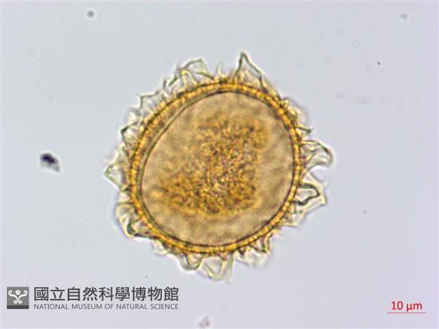 雲南三叉蕨藏品圖，第1張