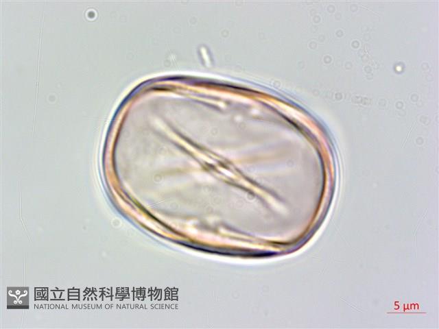 伏毛天芹菜藏品圖，第2張