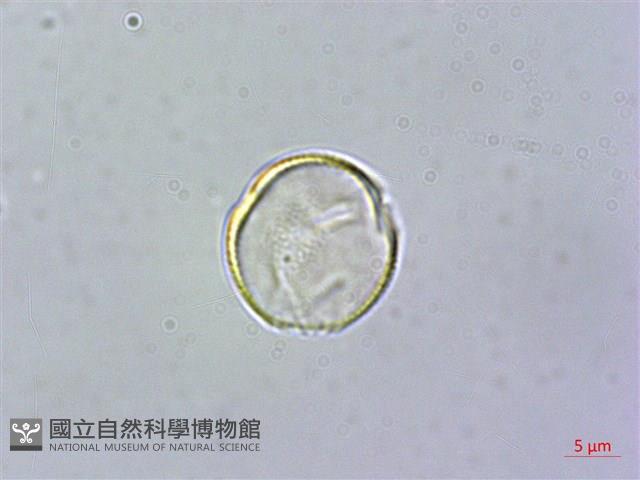 雄胞囊草、槳果苣苔藏品圖，第1張