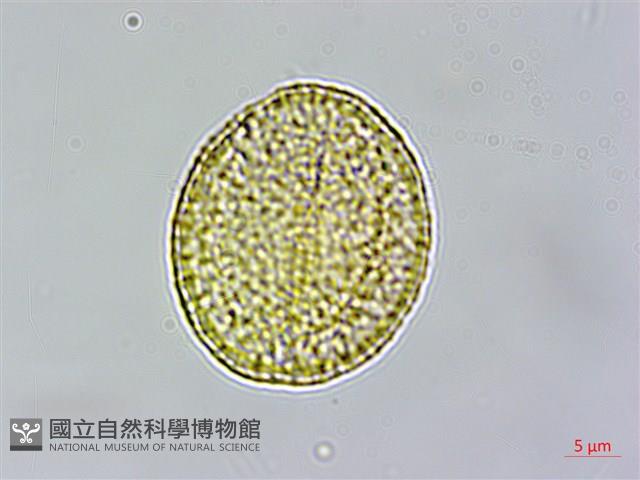 青牛膽藏品圖，第2張