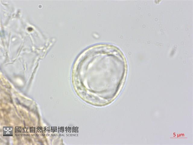 水麻藏品圖，第2張