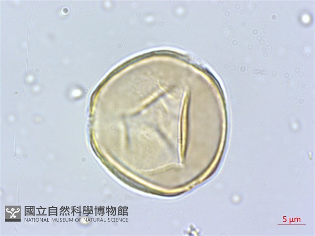 象牙柿藏品圖，第2張