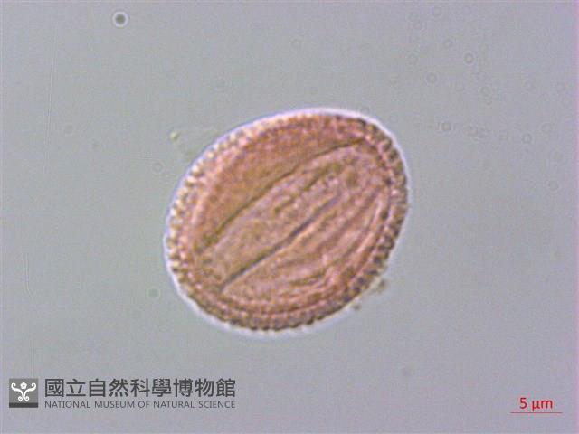 鄂西清風藤藏品圖，第1張