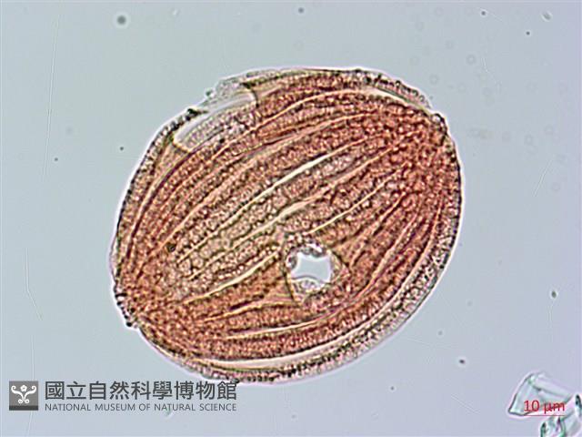 馬藍藏品圖，第1張