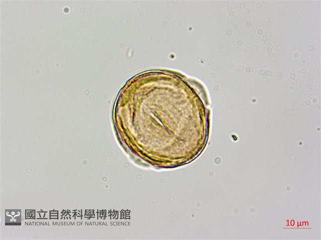 紅皮、葉下白、赤仔尾藏品圖，第2張