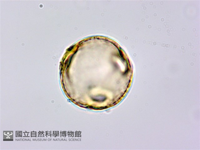 蘭嶼月橘藏品圖，第1張