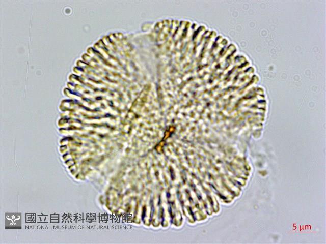 Accession Number:S122705 Collection Image, Figure 1, Total 3 Figures