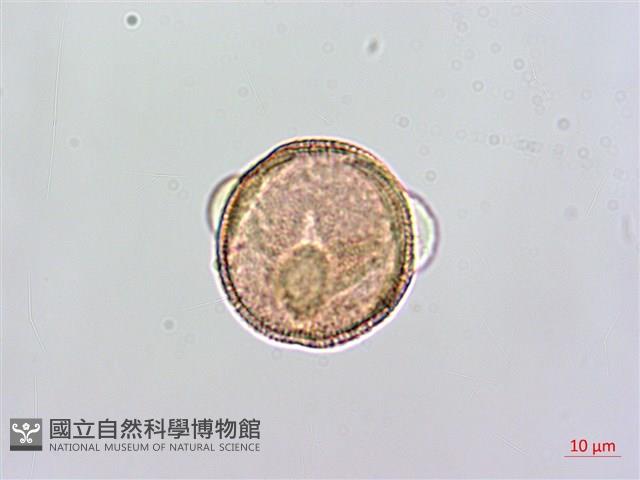 蔓虎刺藏品圖，第1張