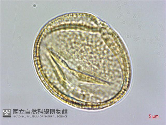 新店當藥藏品圖，第1張