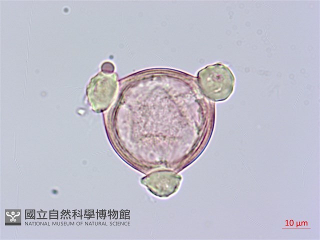大本炮仔草、假酸漿、冰粉藏品圖，第1張