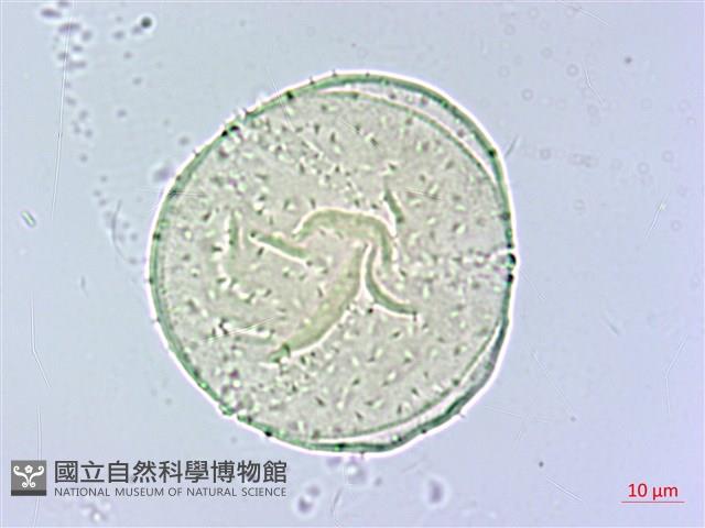 香楠藏品圖，第2張