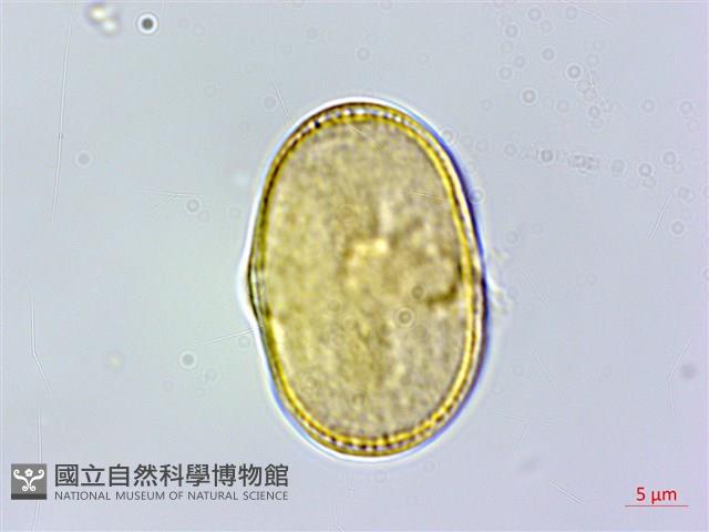 胡蘿蔔、紅菜頭藏品圖，第1張