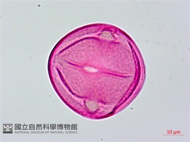 長果月橘藏品圖，第2張