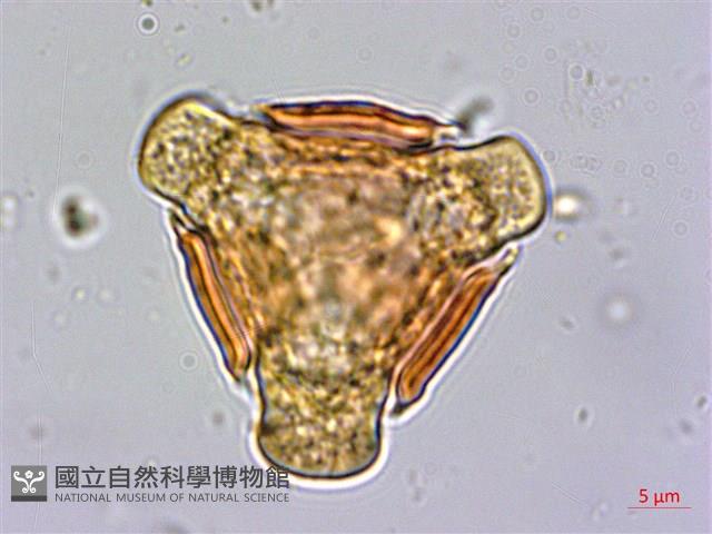 倒吊蓮、匙葉燈籠草藏品圖，第2張