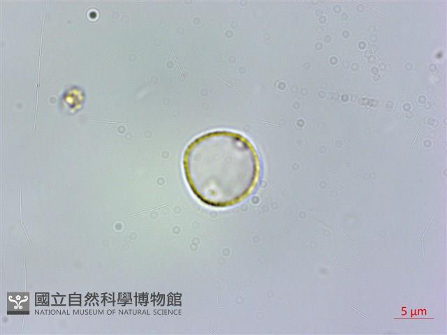 登錄號:S074615藏品圖，第1張