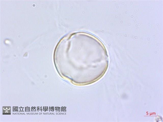 黃花列當藏品圖，第1張