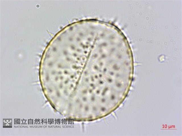 山棕藏品圖，第2張