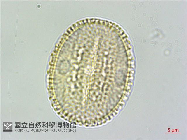 臺灣鱗球花藏品圖，第1張