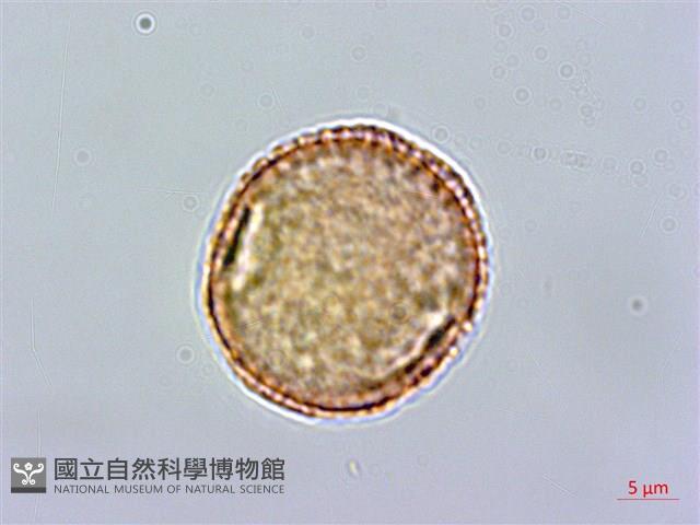 滇丁香藏品圖，第1張