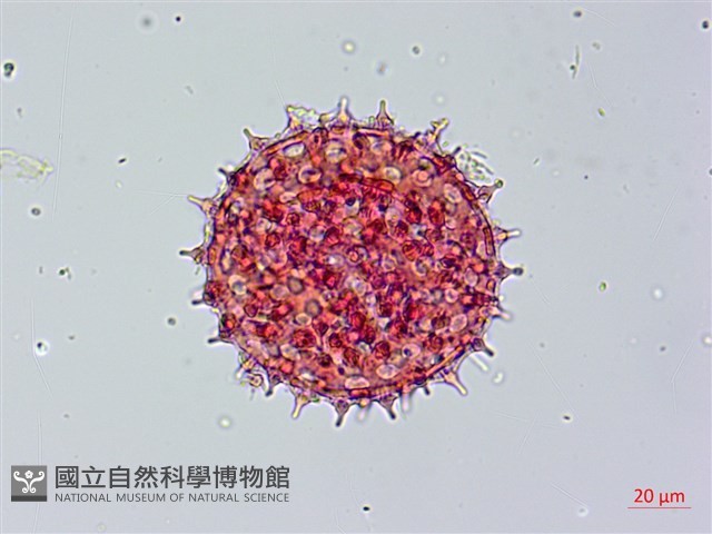 海牽牛藏品圖，第2張