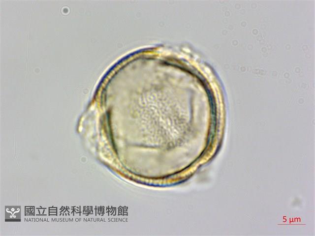 向天黃藏品圖，第1張