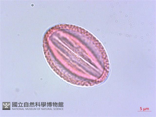 臺灣清風藤藏品圖，第1張