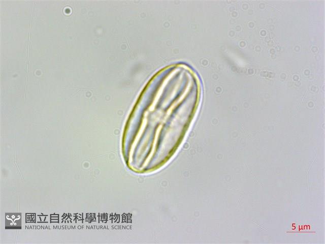 臺灣秋海棠藏品圖，第2張