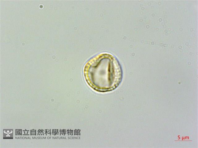 蓬萊藤藏品圖，第1張