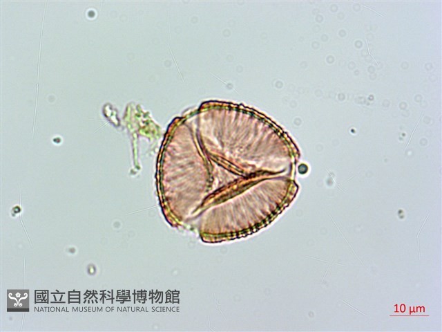 小葉雙蝴蝶、小葉肺形草藏品圖，第1張