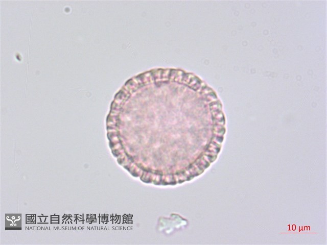 南嶺蕘花藏品圖，第2張