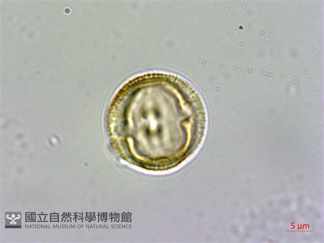 日本賽衛矛、日本假衛矛藏品圖，第2張