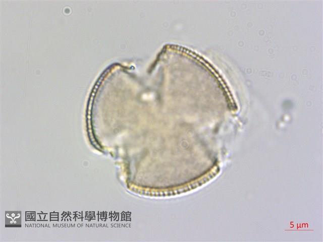 小葉瑞木藏品圖，第2張