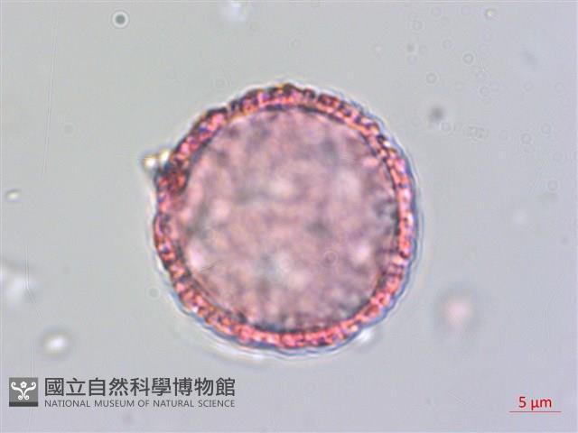 琉球黃楊藏品圖，第1張