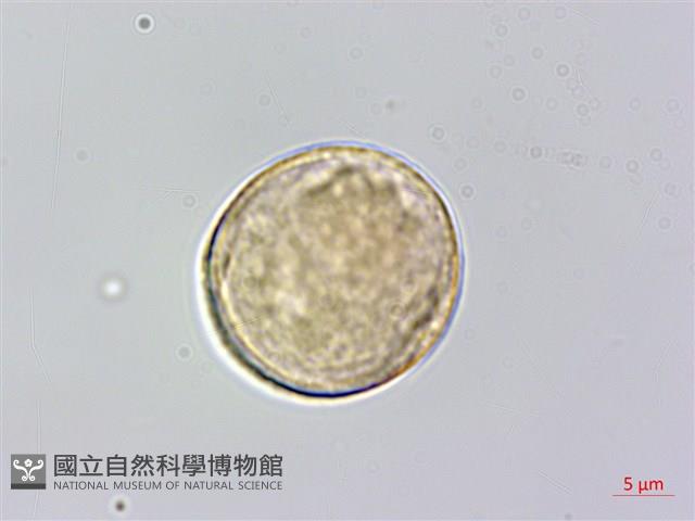 銳葉山黃麻藏品圖，第1張