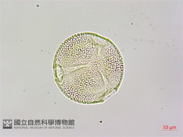 黑果馬交兒藏品圖，第1張