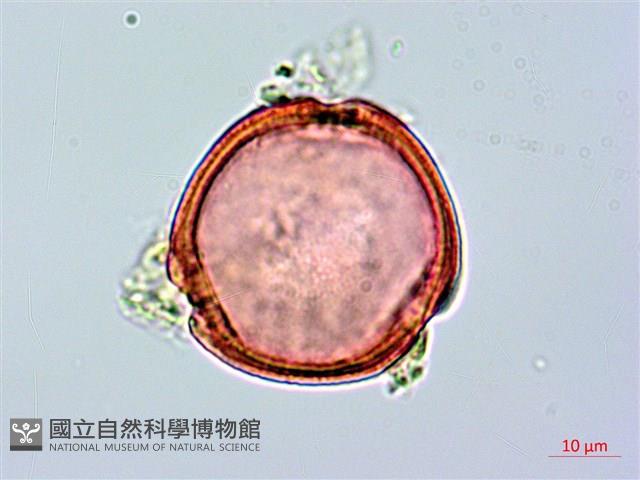 登錄號:S096095藏品圖，第1張