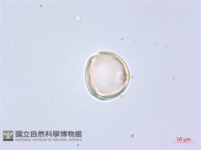 錫杖花藏品圖，第1張