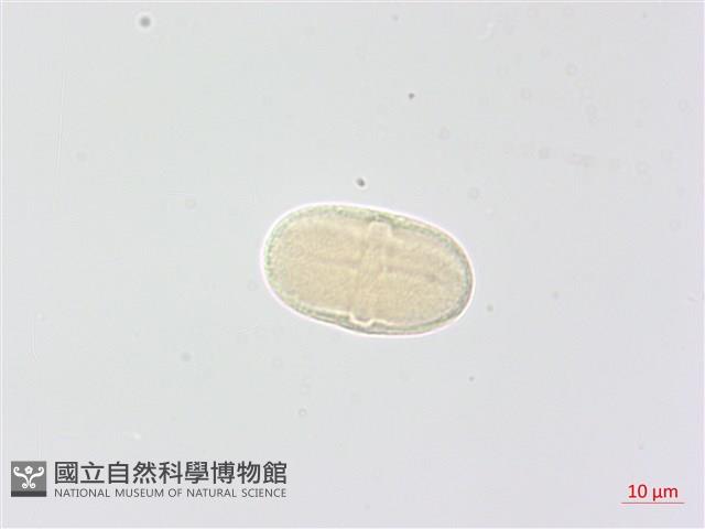 毒芹藏品圖，第1張