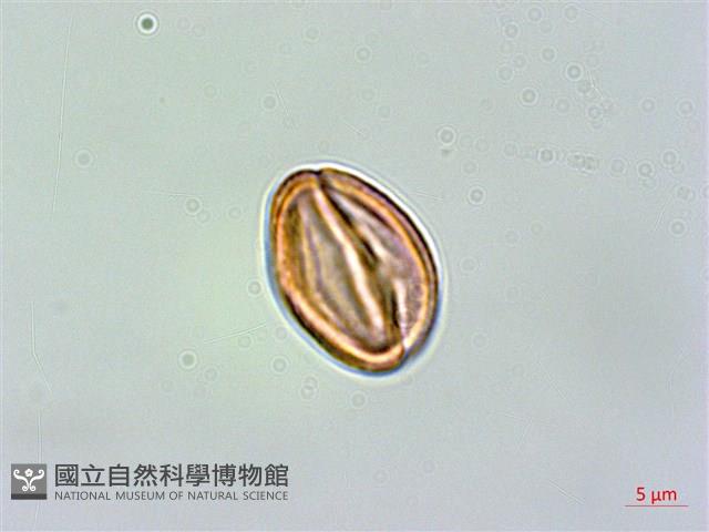 地耳草、小還魂藏品圖，第1張