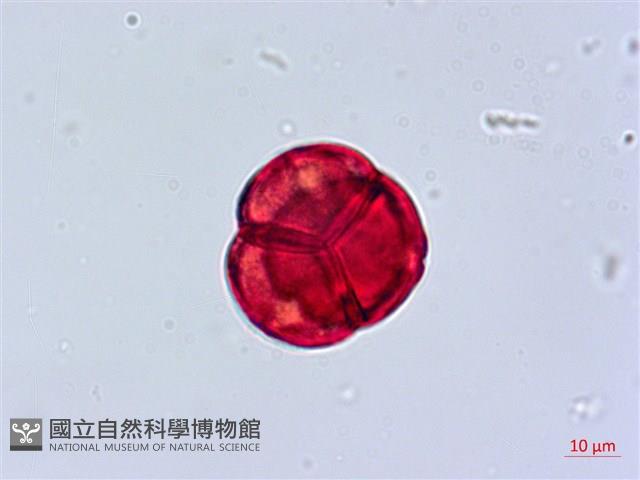 南燭藏品圖，第2張