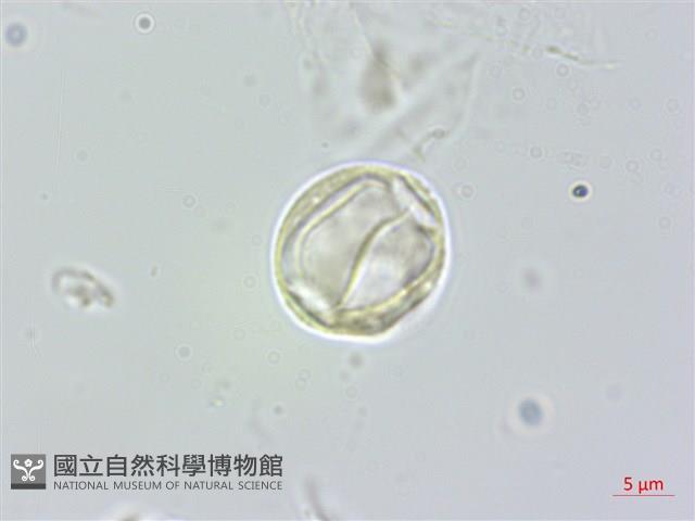 長葉苧麻藏品圖，第1張