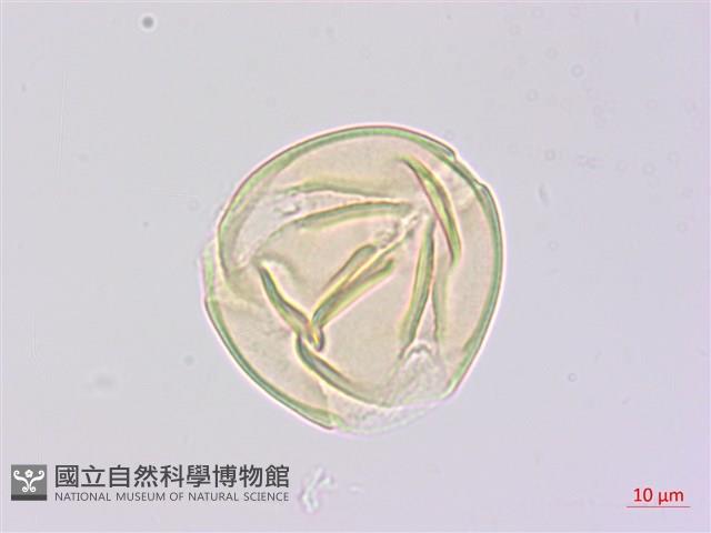 兔尾草藏品圖，第1張